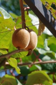 how to grow kiwi berry
