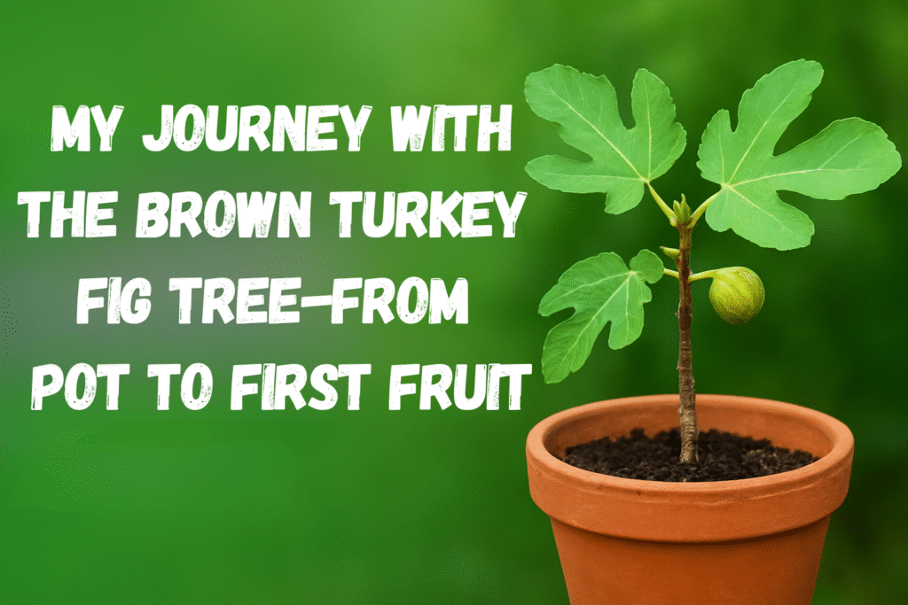 growing brown turkey fig tree at home